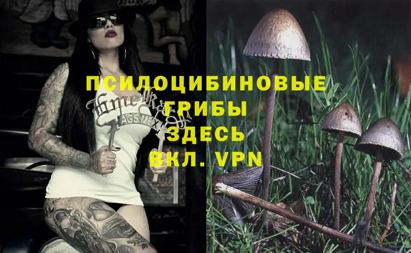 Псилоцибиновые грибы Psilocybe  Кизилюрт 